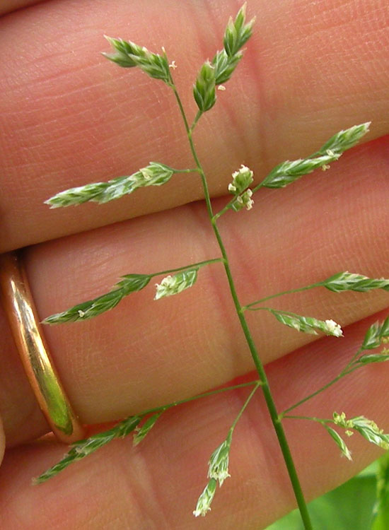 Pu� essere... Poa annua?